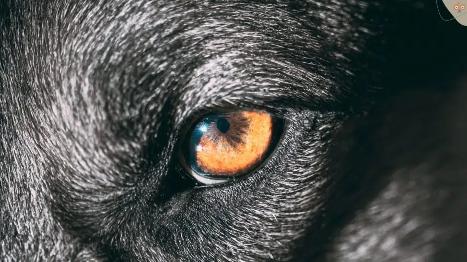 Stechender Blick von einem Hundeauge mit schwarzem Fell