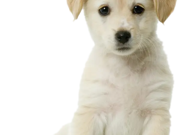 Hunde Welpen