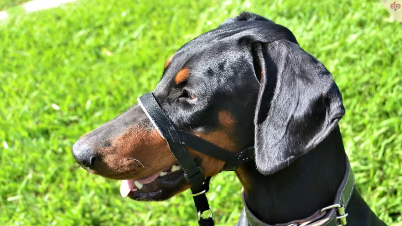 Halfter für Hunde – auf die richtige Anwendung kommt es an