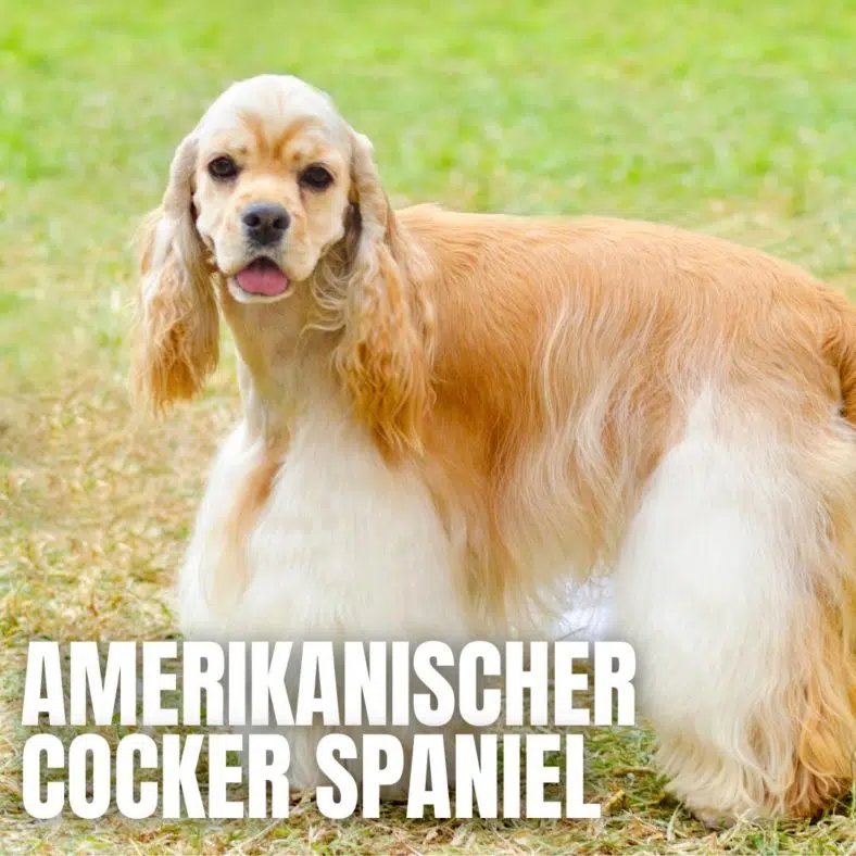 Amerikanischer Cocker Spaniel