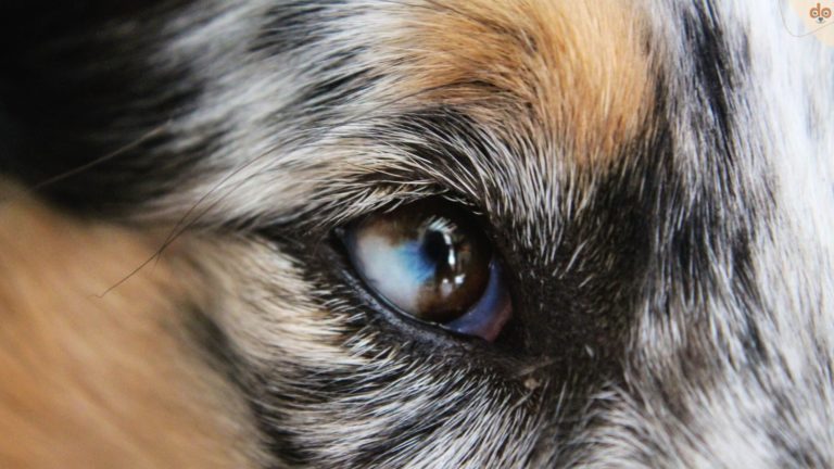 Auge eines Blue Merle von der Seite