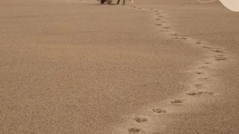 Fährtenhund
