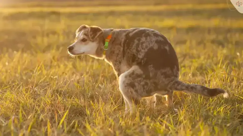 Wenn der Hund Verstopfung hat: Symptome, Behandlung und Hausmittel