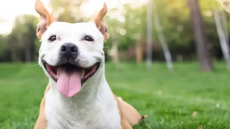 Hunde Gefühle: Emotional oder nicht?