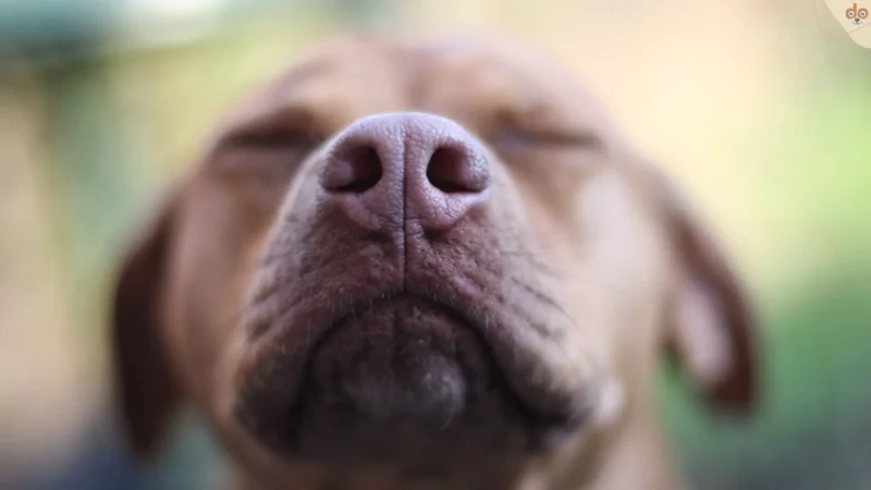Schnupperkurs in Sachen Parfum für Hunde