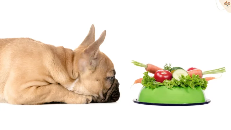 Hund vegan ernähren: Studie zum Thema, Vor- und Nachteile