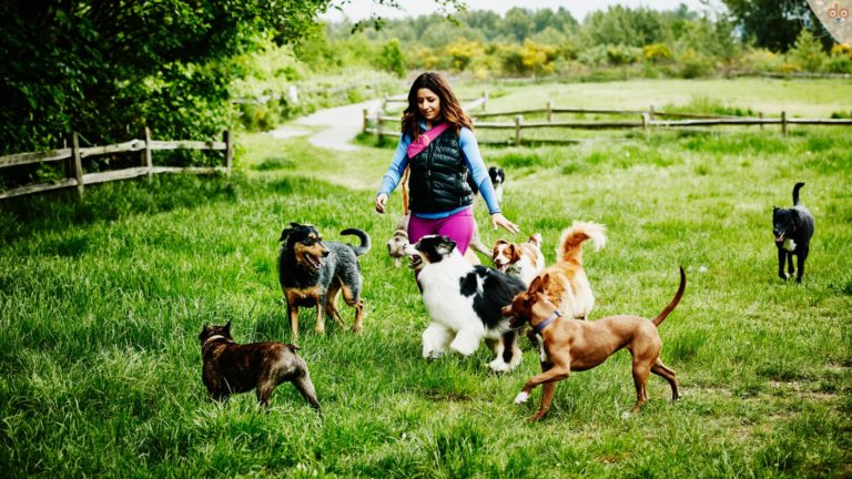 Hunde Rudel Spazieren gehen