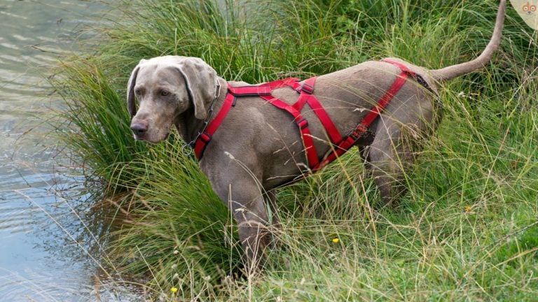 Hundegeschirr, Zughundeausrüstung