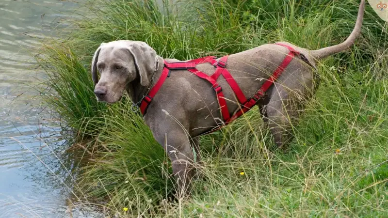 Warum ein Hundegeschirr?