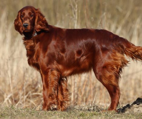 Irish Setter