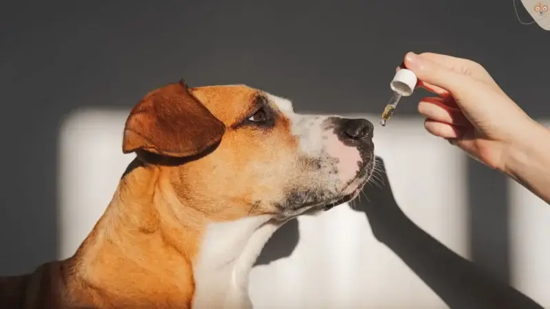 CBD Öl für Hunde: Wundermittel oder Hype?