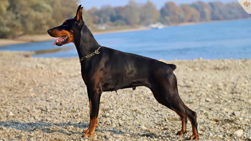 Schwanz ab und arm dran? Coupieren beim Hund