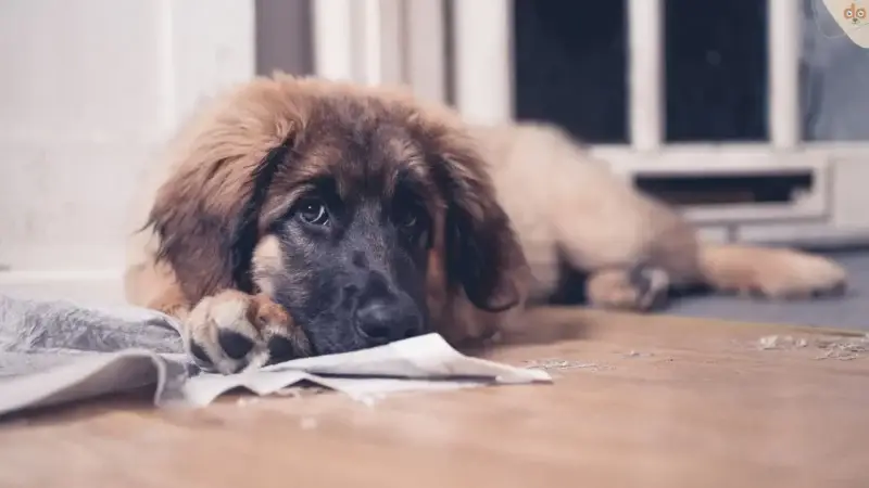 Hund stubenrein bekommen