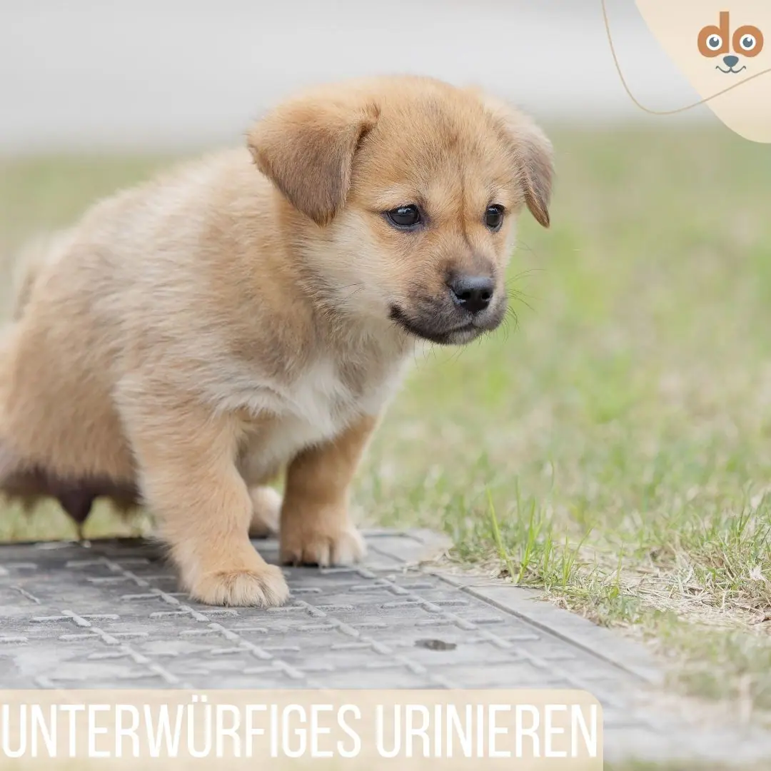 Unterwürfiges Urinieren bei Hunden