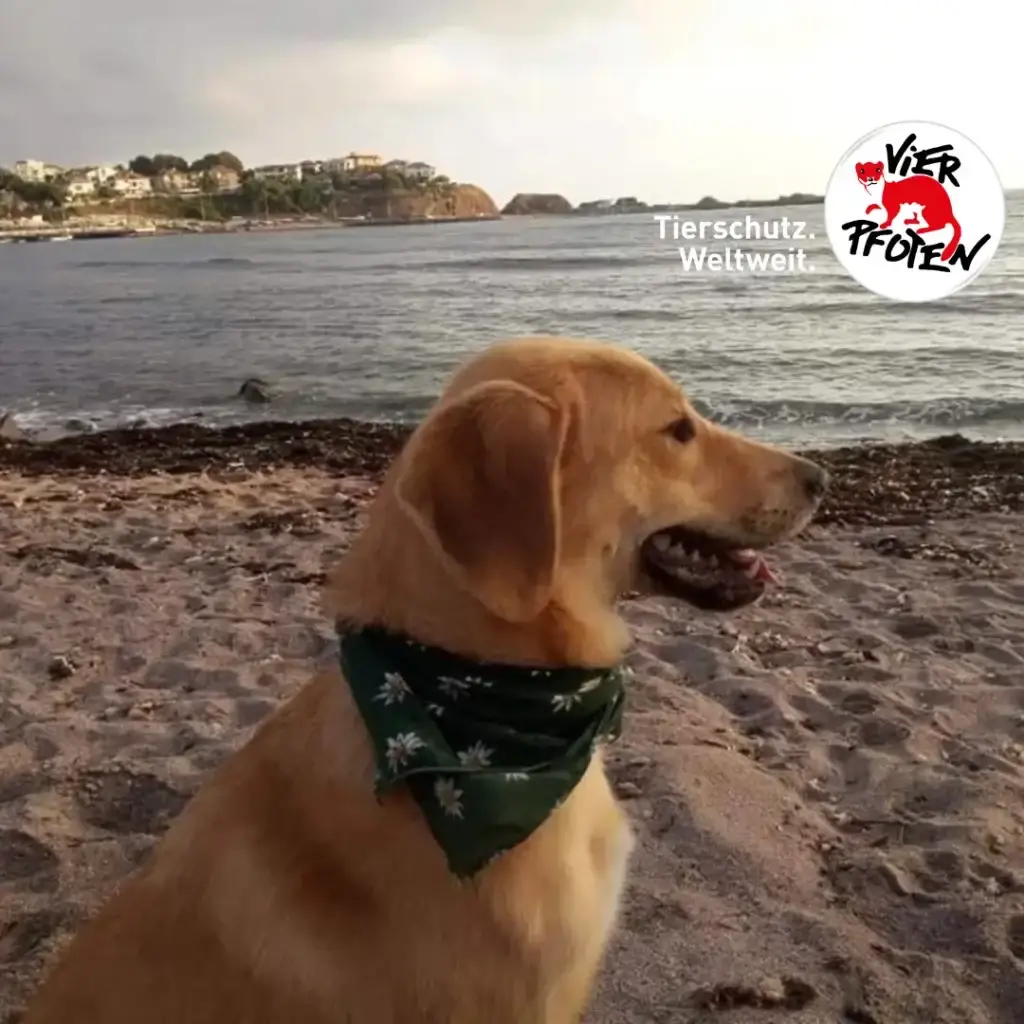 Mit dem Hund unterwegs: Die Reiseapotheke
