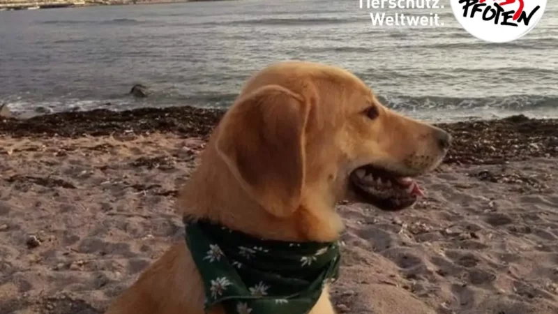 Mit dem Hund unterwegs: Die Reiseapotheke