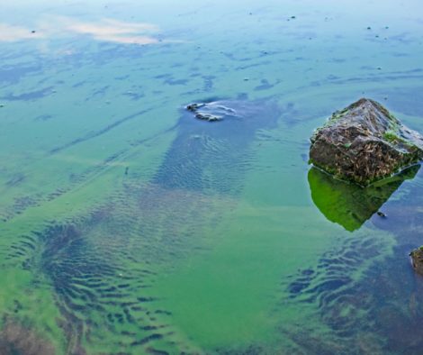 Blaualgen im Wasser