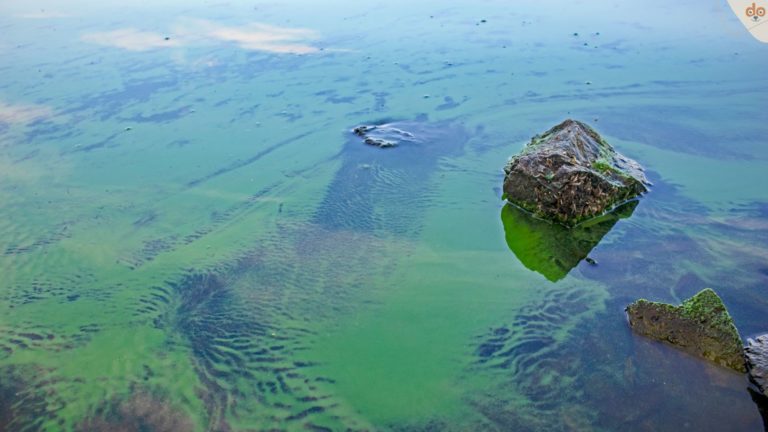 Blaualgen im Wasser