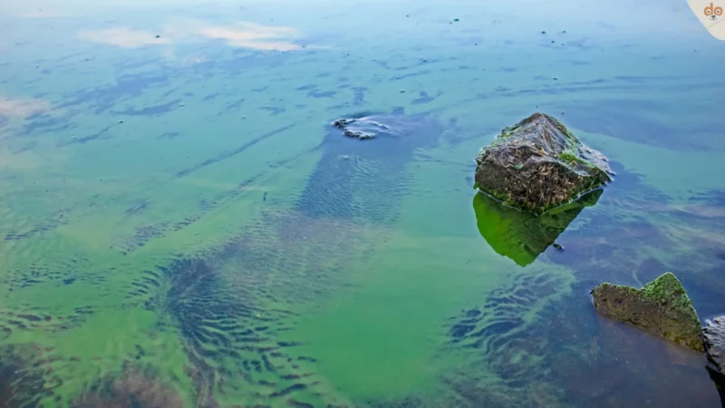 Hunde und Blaualgen: Unterschätzte Gefahr im Wasser