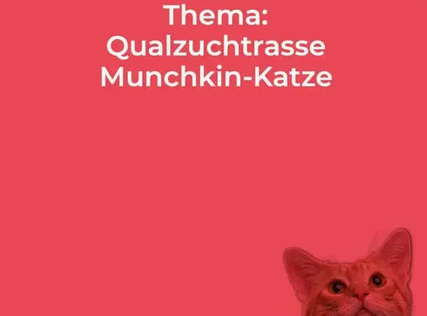 Munchkin Katzen