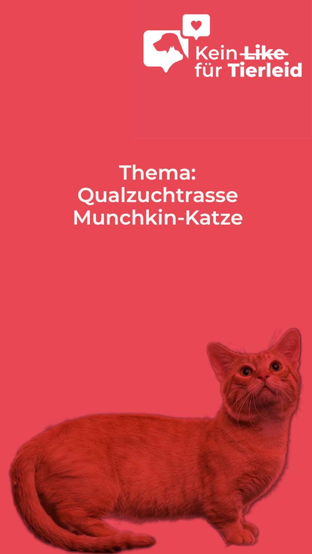 Titelblatt Munchkin Katze 1
