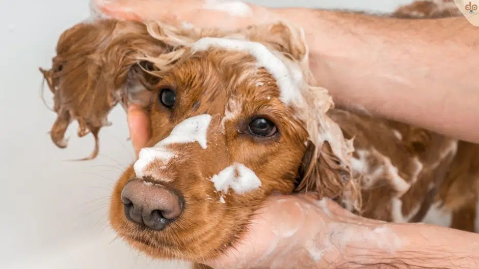 Hund shamponieren und waschen