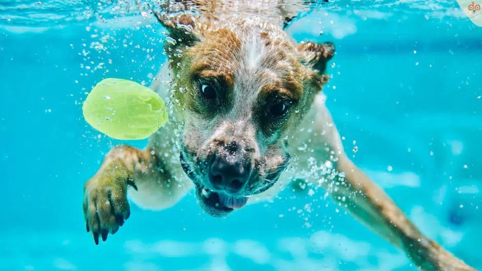 Hund taucht im Pool