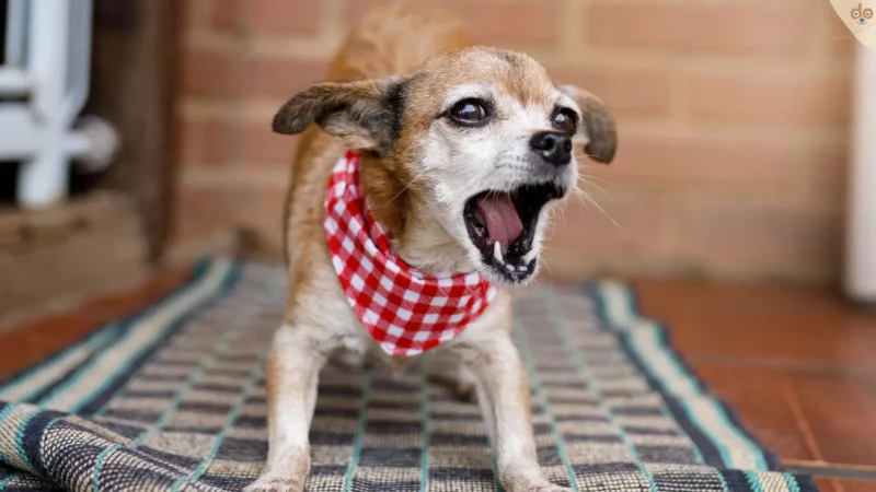Hund Bellen abgewöhnen: 5 einfache Übungen