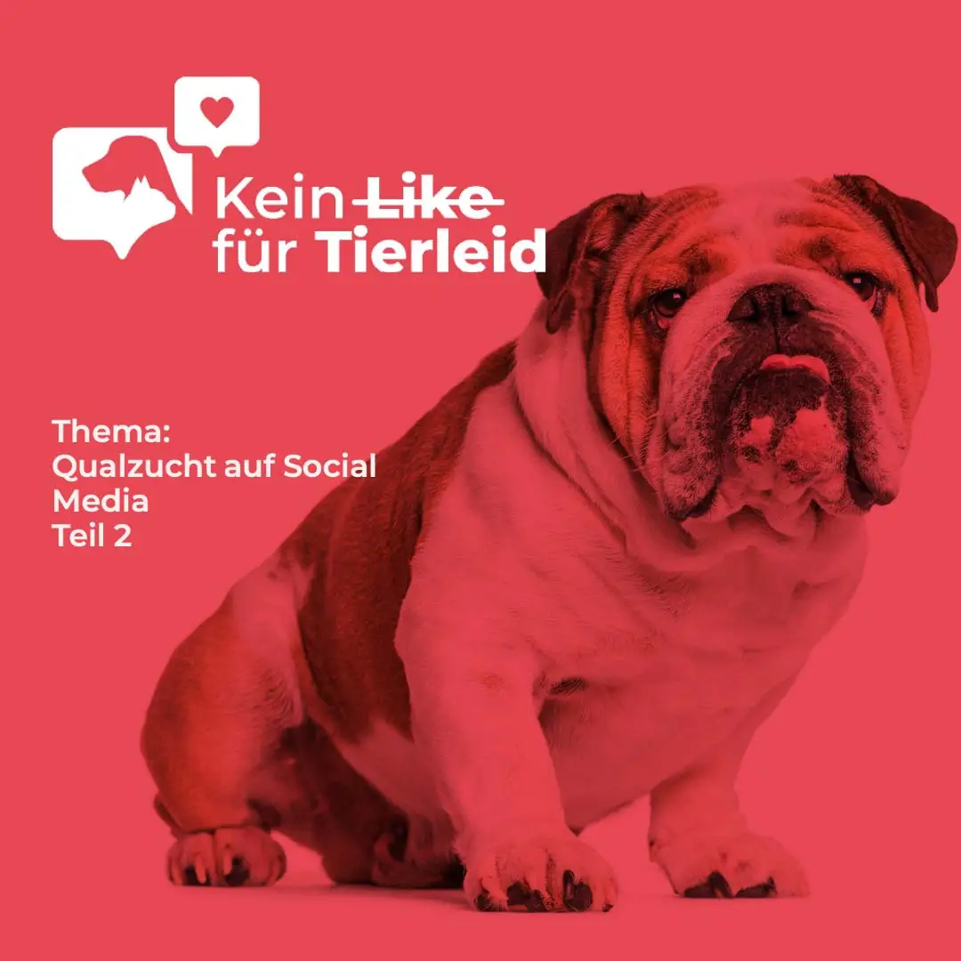 qualzucht teil 2 1 2