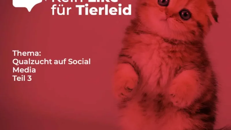 Scottish Fold