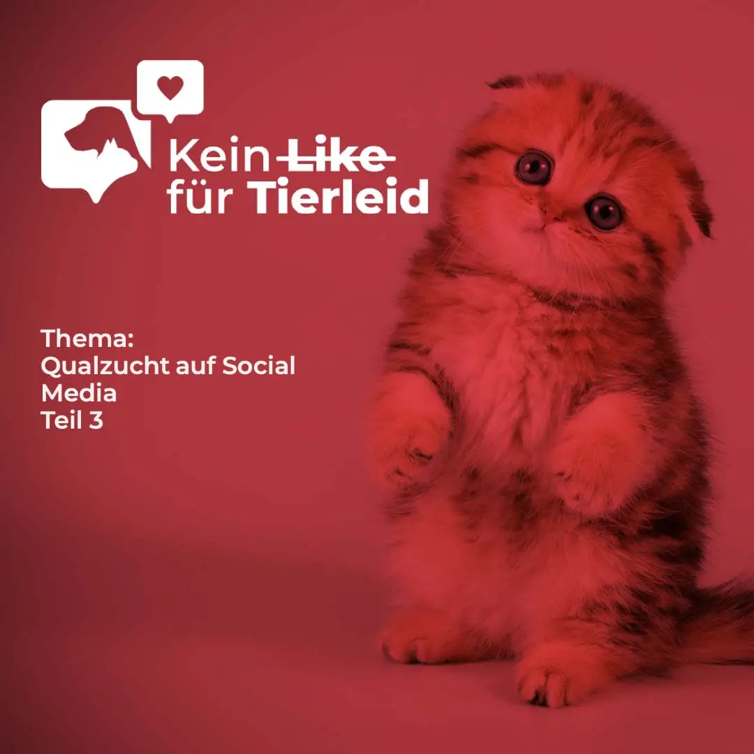 qualzucht teil 3 hauptbild