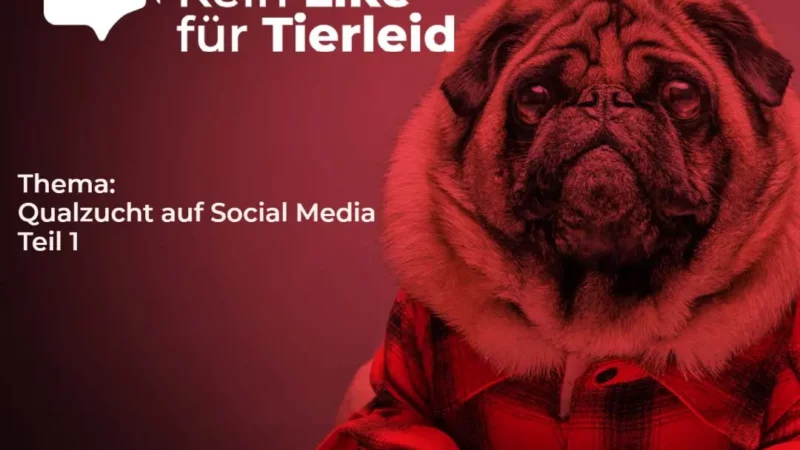 Qualzuchten auf Social Media / Qualzuchten in der Werbung