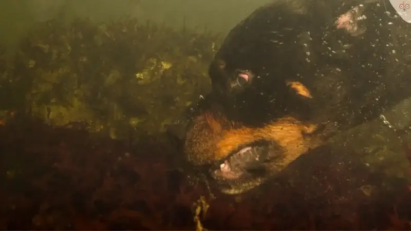 Dock Diving