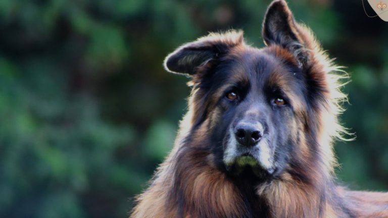 Alt-Deutscher Schäferhund schaut aufmerksam, Gehörsinn von Hunden
