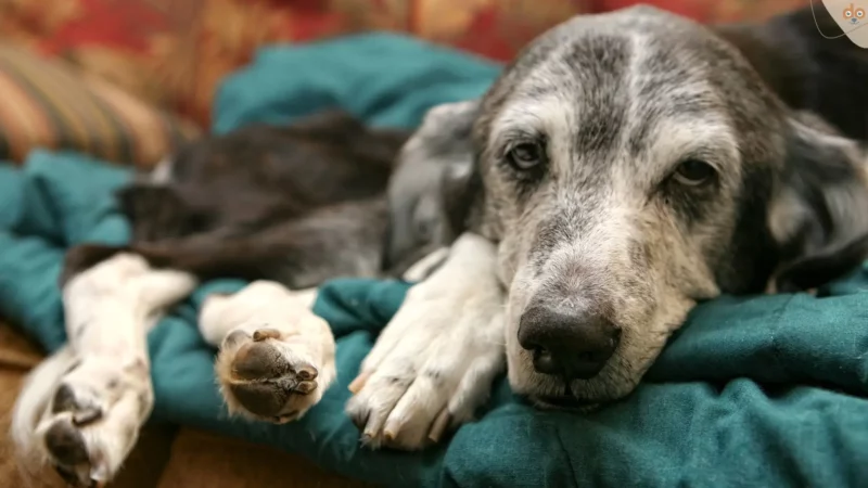 Hund Niereninsuffizienz: die Schwächung des Organs