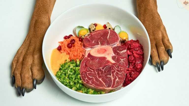 BARF in Napf zwischen Hundepfoten