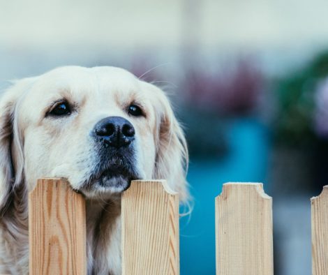 Golden Retriever schaut über Gartenzaun