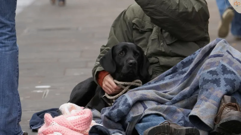 Obdachlose Hunde: Die Liebe eines vierbeinigen Begleiters in schwierigen Zeiten