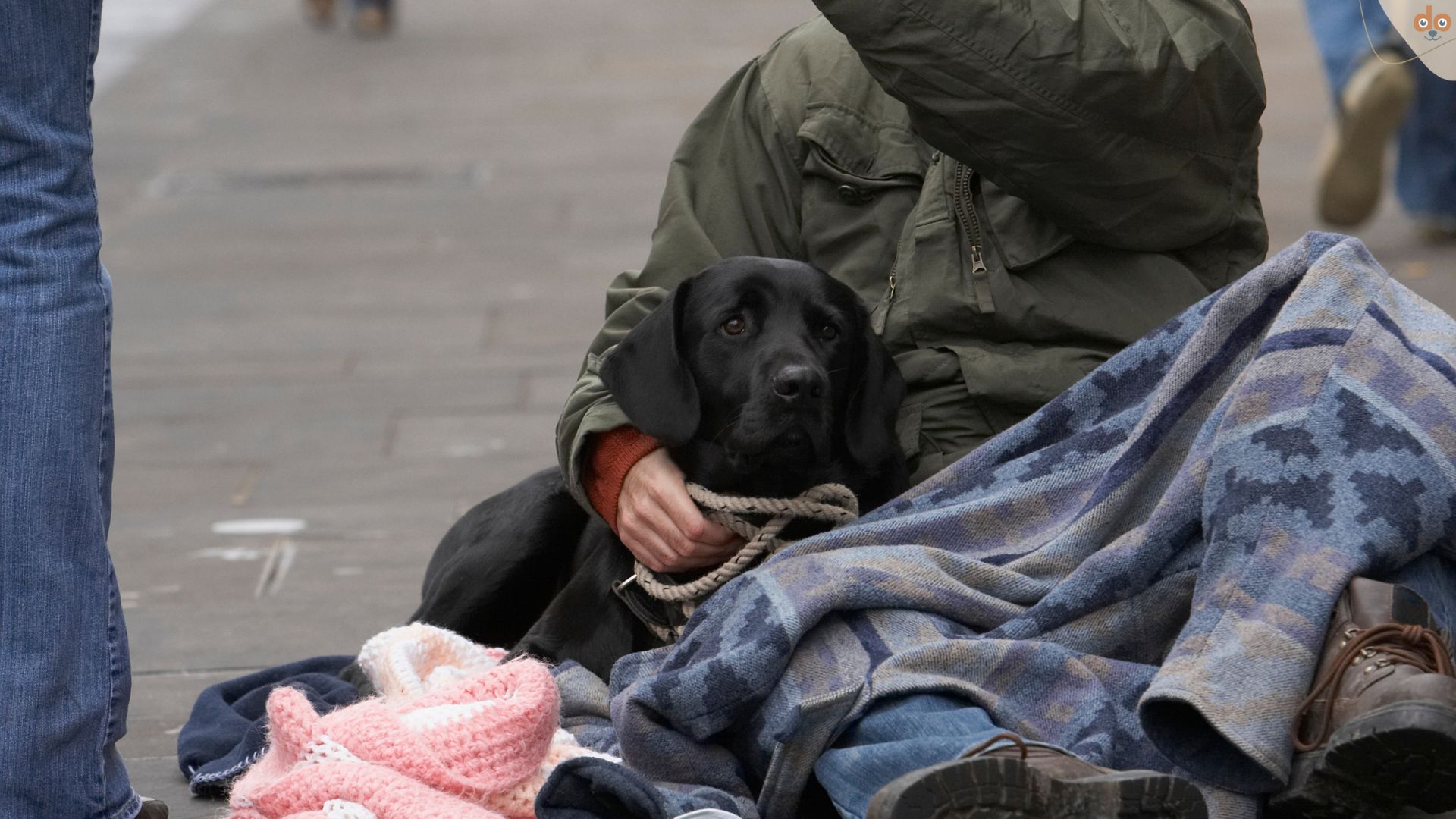 Hunde von Obdachlosen Menschen