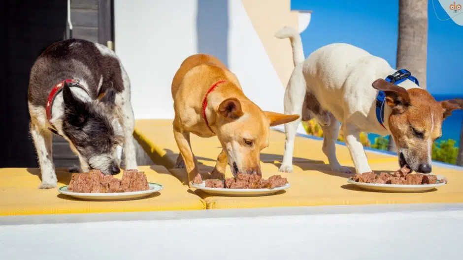 Hunde mit Feuchtfutter gefüttert