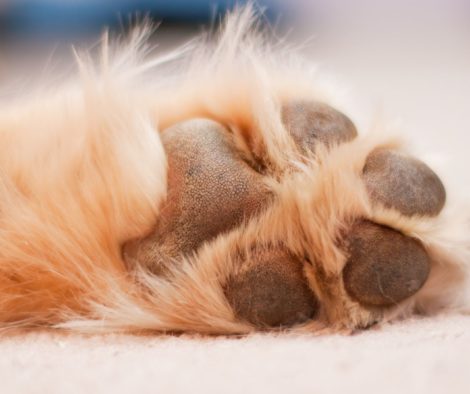 Süsse Hundepfote eine jungen Hundes