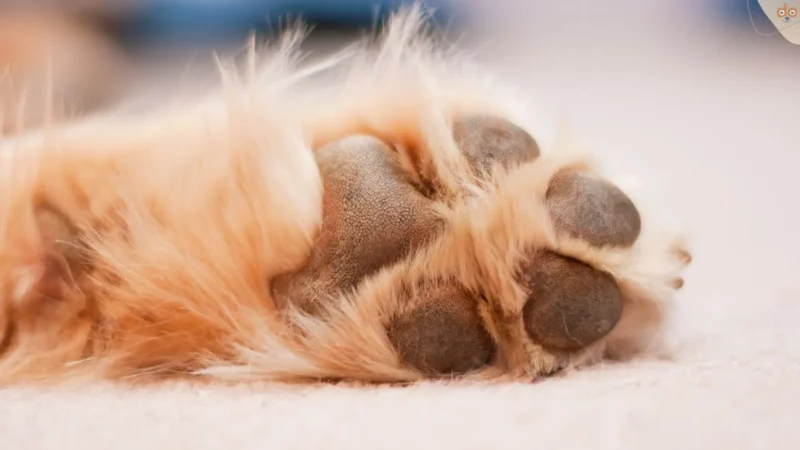 Faszination Sinne: Sind Hunde kitzelig?