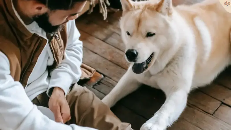 Operante Konditionierung der Schlüssel zum Erfolg im Hundetraining?