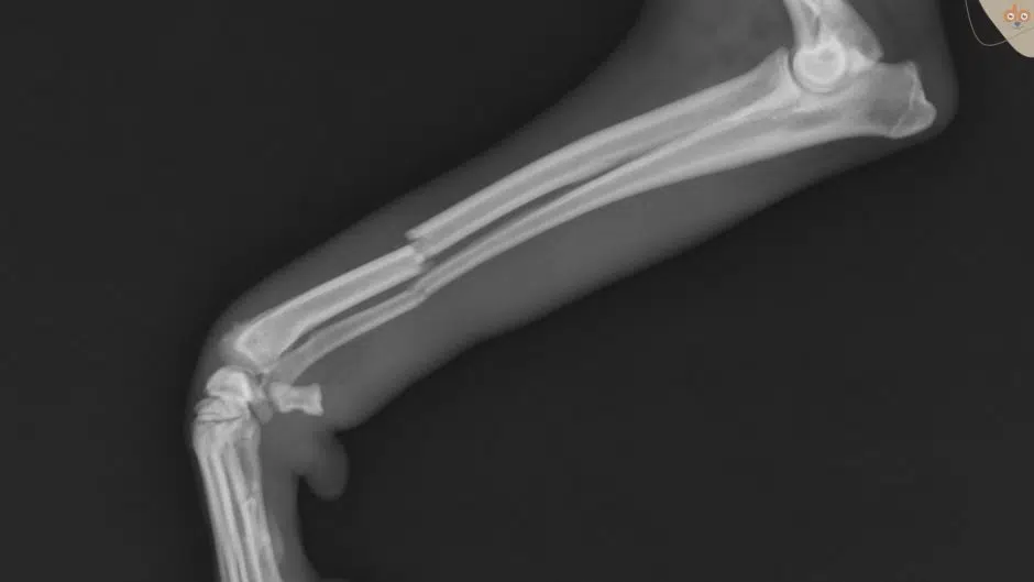 Röntgenbild eines gebrochenen Hundebeines