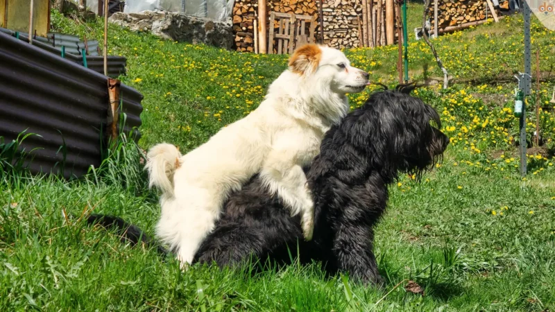 Hund kastrieren: Alles was du wissen musst, bevor du dich entscheidest