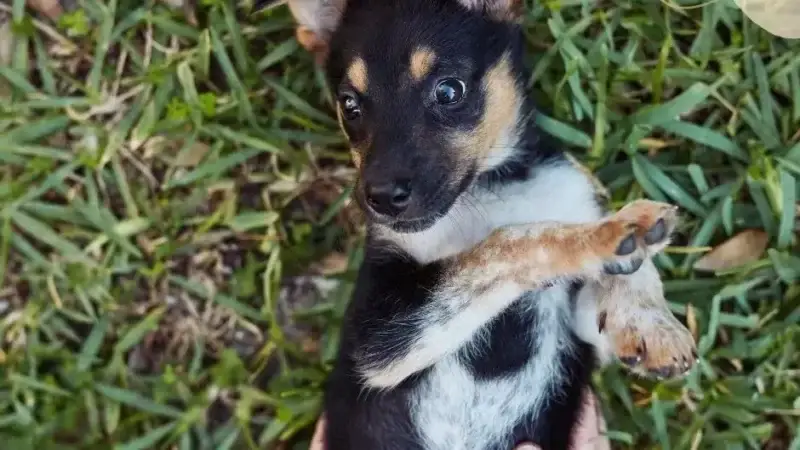 Sind Hunde kitzelig?