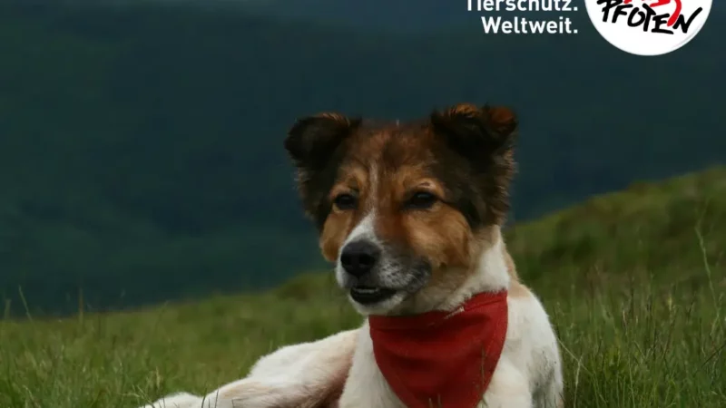 Hunde in den Ferien