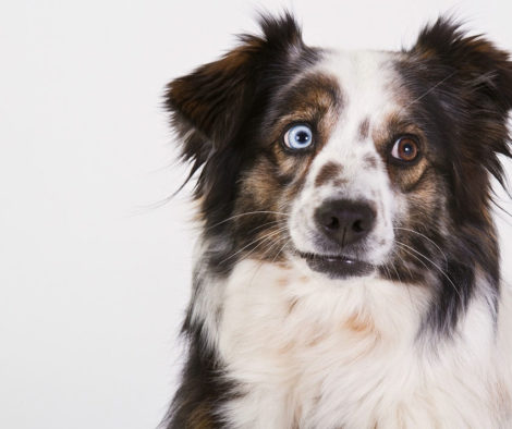 australian-shepherd-augen.jpg