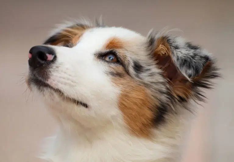 australian shepherd designhund