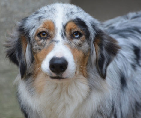 australian-shepherd-vorne.jpg